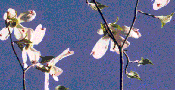 To The Dogwood Scroll