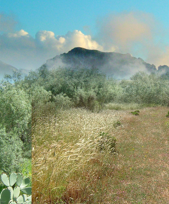 g06-14b-06 sicilian grasses