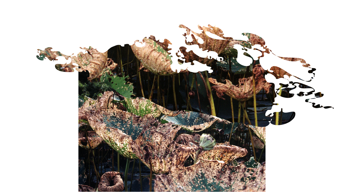 g9-3e-01 lily shapes