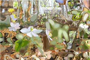 g2006-04-16h spring woods