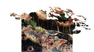 g9-3e-01 lily shapes